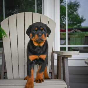 Bailey