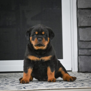 Clair Bear