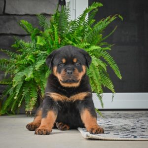 Marley