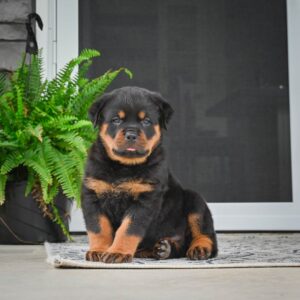 Max